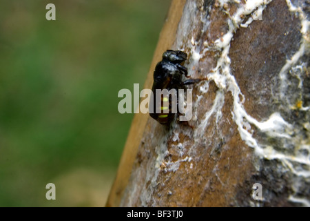 Stingless bee hive of Melipona bicolor at University of Vicosa, Vicosa ...