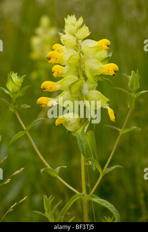 A yellow-rattle, or hay rattle Rhinanthus rumelicus Stock Photo