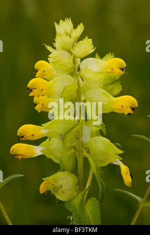 A yellow-rattle, or hay rattle Rhinanthus rumelicus, Romania Stock Photo
