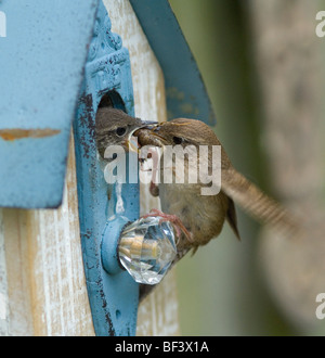 A Carolina Wren feeds a cricket to it's baby that was nested in a decorative bird house.