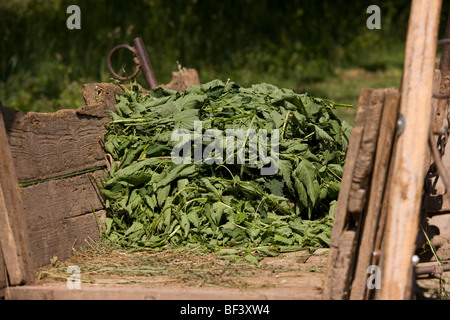Collected Stinging nettles Urtica dioica in wooden cart, near Cris. Transylvania. Stock Photo