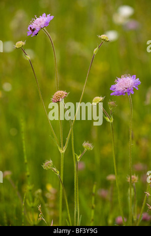 Field Scabious Knautia arvensis in flower on downland Stock Photo