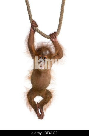Baby Sumatran Orangutang, 4 months old, hanging on a rope in front of a white background, studio shot Stock Photo