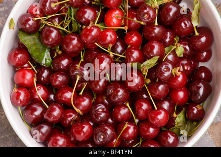 Bowl of sour, or Morello, cherries Prunus cerasus. Romania. Stock Photo