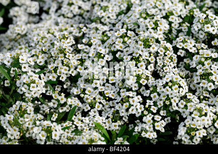 Lobularia maritima Carpet of Snow syn Alyssum cultivar snowdrift white flower bloom blossom annual mass profuse profusion color Stock Photo