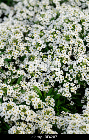 Lobularia maritima Carpet of Snow syn Alyssum cultivar snowdrift white flower bloom blossom annual mass profuse profusion color Stock Photo