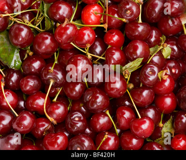Bowl of sour, or Morello, cherries Prunus cerasus. Romania. Stock Photo