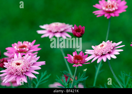 Pink purple Marguerite Daisy Argyranthemum cherry love tender perennial Stock Photo