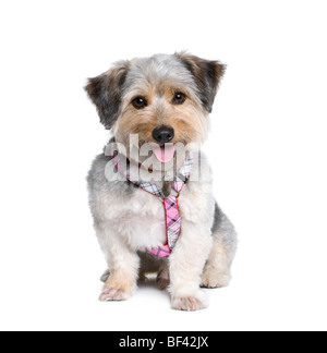 Cross Breed dog, 4 years old, in front of white background, studio shot Stock Photo