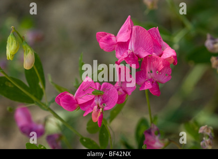Tuberous Pea or Fyfield Pea Lathyrus tuberosus in flower; french Alps, France. Stock Photo