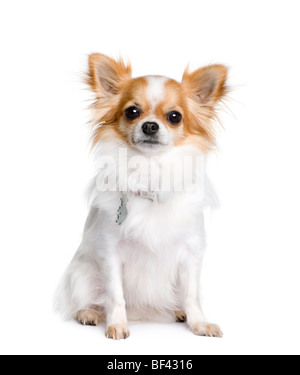 Chihuahua, 2 years old, sitting in front of white background, studio shot Stock Photo
