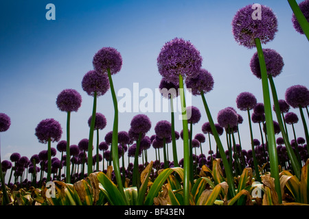 Giant Purple Allium cultivation in the Netherlands Stock Photo