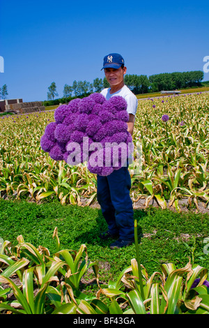 Giant Purple Allium cultivation in the Netherlands Stock Photo