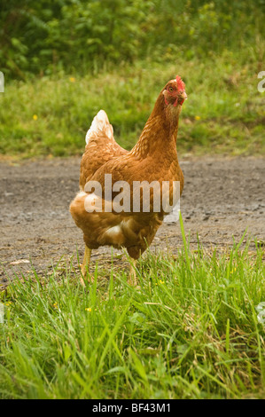 Light brown coloured chicken with a red comb and wattle roaming free on a track in the British countryside. Stock Photo