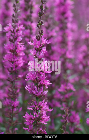 Purple Loosestrife - Lythrum virgatum 'Dropmore Purple' Stock Photo