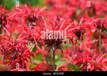 Monarda 'Garden view Scarlet' Bergamot, UK Stock Photo