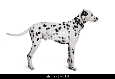 Dalmatian, 2 years old, standing in front of white background, studio shot Stock Photo