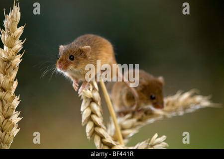 harvest mice; Micromys minutus; two climbing; captive Stock Photo