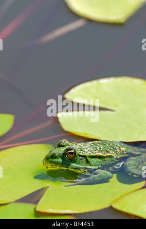 Pool Frog (Rana lessonae) Zagreb, Croatia. August Stock Photo