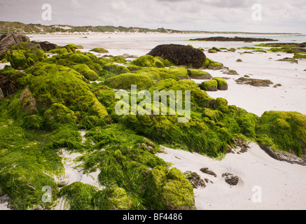 Sandy beach with algae-covered rocks at Balranald, on the west coast of North Uist, Outer Hebrides, Scotland Stock Photo