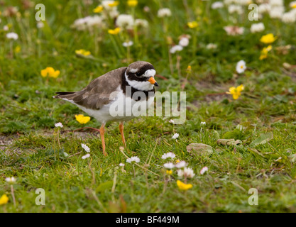 Ringed plover Charadrius hiaticula breeding in flowery machair South Uist, Outer Hebrides, Scotland Stock Photo