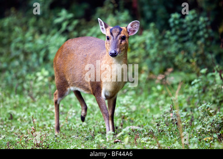 Muntjac Deer; Muntiacus reeversi; female; Stock Photo