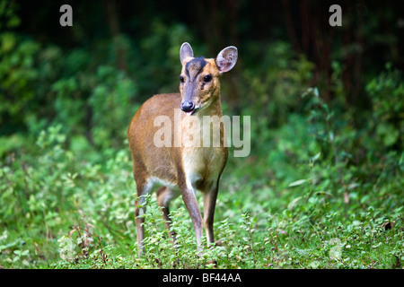 Muntjac Deer; Muntiacus reeversi; female; Stock Photo