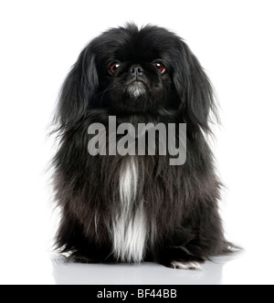 Black Pekingese, 6 years old, in front of a white background, studio shot Stock Photo