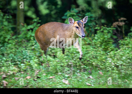 Muntjac Deer; Muntiacus reeversi; female; Stock Photo