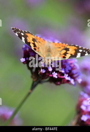 Painted Lady Butterfly on Purple Verbena flower Stock Photo