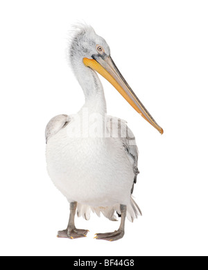 Dalmatian Pelican, Pelecanus crispus, 18 months old, in front of a white background Stock Photo