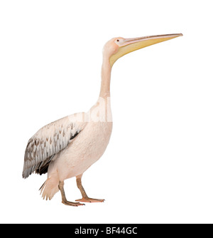 White Pelican, Pelecanus onocrotalus, 18 months old, in front of a white background Stock Photo