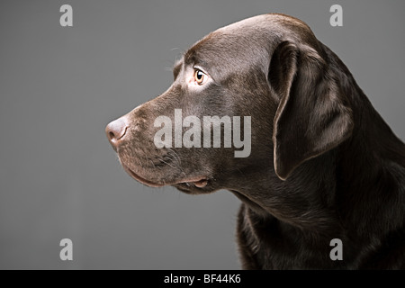 Profile Shot of a Handsome Chocolate Labrador Male Stock Photo