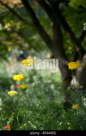 Achillea Filipendulina 'Gold Plate' growing in a sunny sheltered spot in the garden Stock Photo