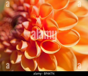 Close up of the heart shaped petals of an orange coloured Dahlia