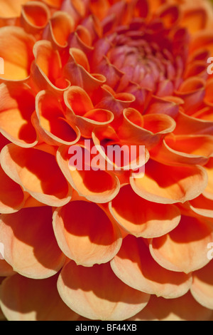 Close up of the heart shaped petals on an orange coloured Dahlia