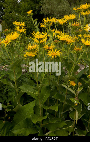 Elecampane, Inula helenium, growing in garden; used as a medicinal and ornamental plant. Dorset. Stock Photo
