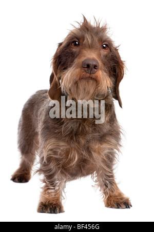 Brown Wire-haired Dachshund, 3 years old, in front of a white background, studio shot