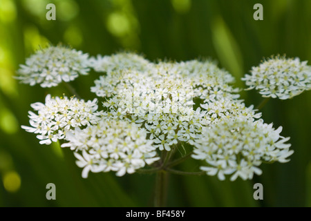 Cow Parsnip Hogweed Stock Photo