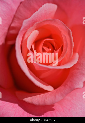 Close up portrait of a rose Stock Photo - Alamy