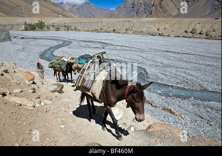 Packed mules. Zanskar river. Padum-Lamayuru trek. India Stock Photo