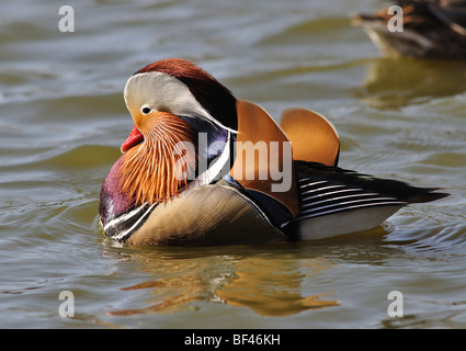 Mandarin duck , Aix galericulata . Male . Stock Photo