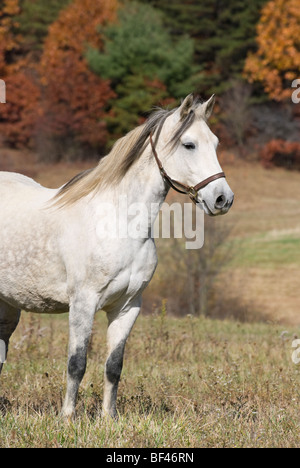 Stock photo of an alert dapple gray paso fino horse standing in a fall landscape. Stock Photo