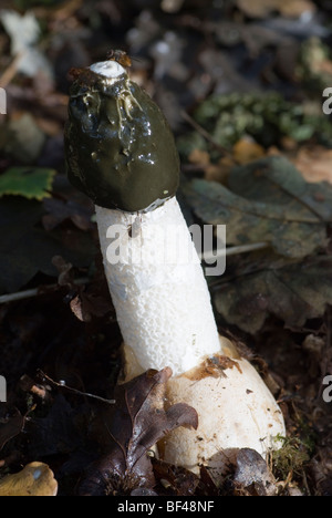 The common stinkhorn fungus (Phallus impudicus) the smell given off attracting flies. Stock Photo