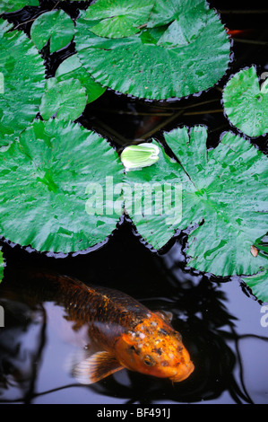 orange color colored koi carp in a small pond lily pads leaves garden design feature water Stock Photo