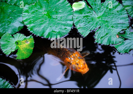 orange color colored koi carp in a small pond lily pads leaves garden design feature water Stock Photo