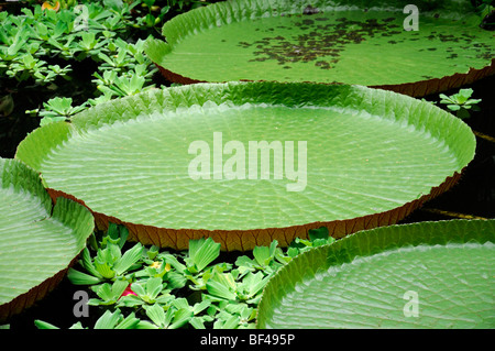 Victoria amazonica regia giant water lily floating float leaves pad pads Stock Photo