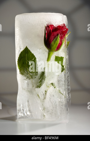 Red Rose frozen in Ice Stock Photo