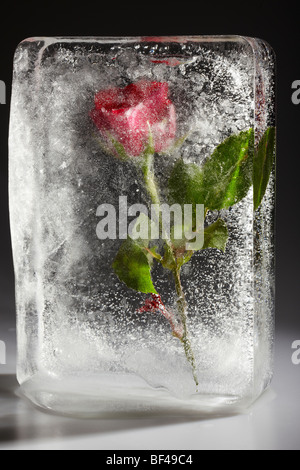 Red Rose frozen in Ice Stock Photo