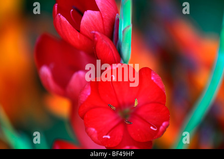 schizostylis coccinea major red kaffir lily lilies red flower flowers bloom blossom soft selective focus Stock Photo